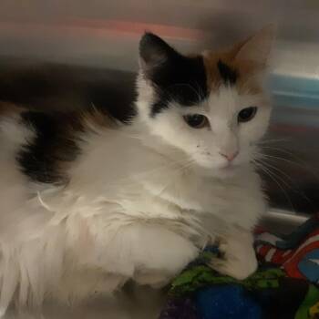 Domestic Short Hair Cats Available for Adoption - Kitty | PetCurious