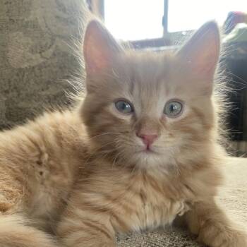 Domestic Short Hair Cats Available for Adoption - Cognac | PetCurious