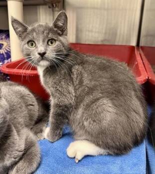 Rescue Domestic Short Hair Cats for Adoption in Annapolis, Maryland - Antioch | PetCurious