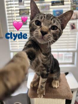 Rescue Domestic Short Hair Cats for Adoption in Villa Park, California - Clyde | PetCurious