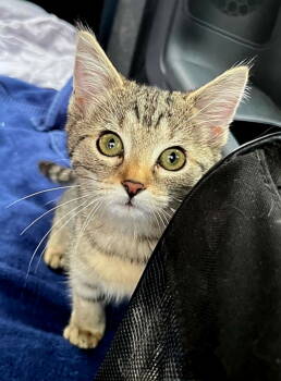 Rescue Tabby Cats for Adoption in Franklin, Tennessee - KITTEN ZIA | PetCurious