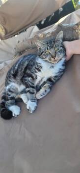 Rescue American Shorthair Cats for Adoption in Manhattan Beach, California - Kool Cat Mr. Stripes! | PetCurious