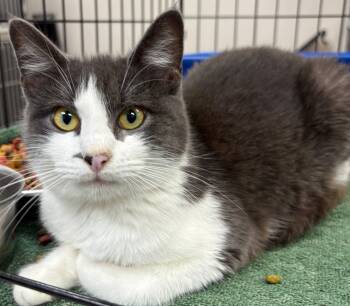 Rescue Domestic Short Hair Cats for Adoption in Little Rock, Arkansas - Sweet Blanche | PetCurious