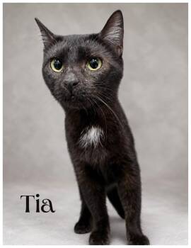 Tia -  Domestic Short Hair Cat for Adoption in Greensburg, Pennsylvania - Tia | PetCurious