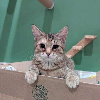 Imani -  Domestic Short Hair Cat for Adoption in La Grange, Kentucky - Imani | PetCurious