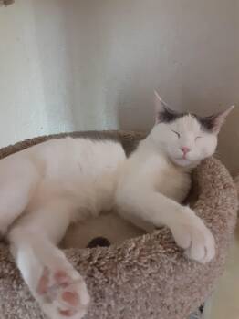 Gus -  Domestic Short Hair Cat for Adoption in Antioch, California - Gus | PetCurious