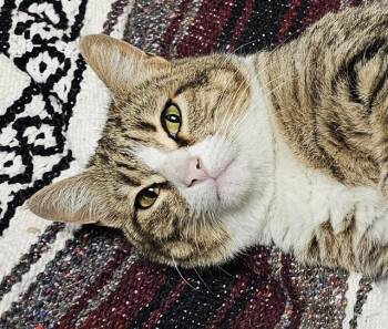 Domestic Short Hair Cats Available for Adoption - ENCHANTRESS | PetCurious