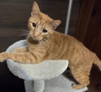 Domestic Short Hair Cats Available for Adoption - Heart Throb | PetCurious