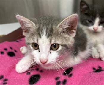 THYME -  Domestic Short Hair Cat for Adoption in Indianapolis, Indiana - THYME | PetCurious