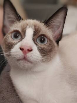 Rescue Siamese Cats for Adoption in Dallas, Texas - F4 Vivian 4057 | PetCurious