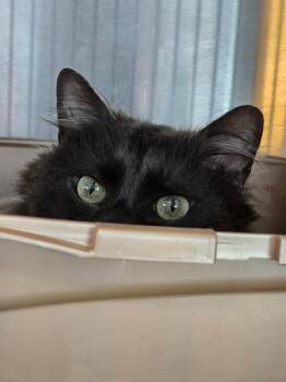 Templeton -  Domestic Long Hair Cat for Adoption in Ashland, Wisconsin - Templeton | PetCurious