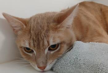 Domestic Short Hair Cats Available for Adoption - Capone | PetCurious