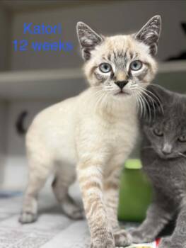 Domestic Short Hair and Siamese Cats Available for Adoption in Fayetteville, West Virginia - Katori | PetCurious