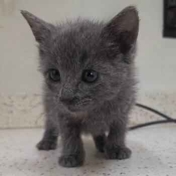 Peeta -  Domestic Short Hair Cat for Adoption in Auburn, Alabama - Peeta | PetCurious