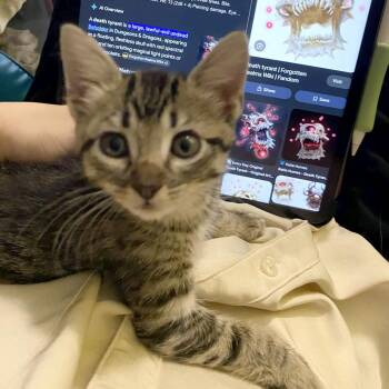 Romano 28 -  Domestic Short Hair Cat for Adoption in Austin, Texas - Romano 28 | PetCurious