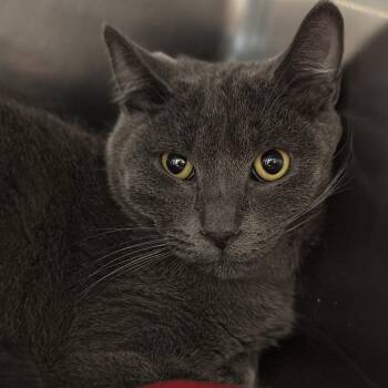 Quinton -  Domestic Medium Hair and Mixed Breed Cat for Adoption in Matteson, Illinois - Quinton | PetCurious