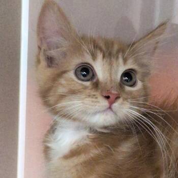Orca -  Domestic Short Hair Cat for Adoption in Reno, Nevada - Orca | PetCurious