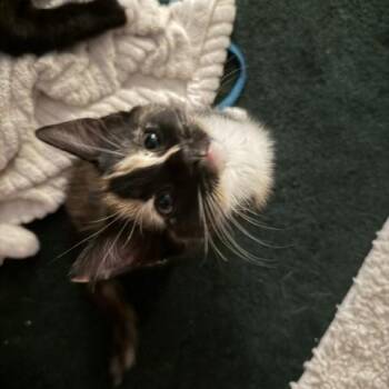 Petunia -  Domestic Short Hair Cat for Adoption - Petunia | PetCurious