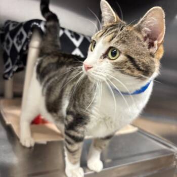 Domestic Short Hair Cats Available for Adoption in Fort Wayne, Indiana - Jensen | PetCurious
