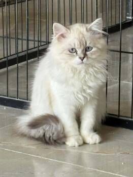Ragdoll Cats Available for Adoption in Newmarket, Ontario - Taj | PetCurious