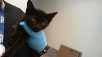 A1266638 -  Domestic Short Hair Cat for Adoption in Charlotte, North Carolina - A1266638 | PetCurious