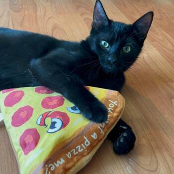 Alduin -  American Shorthair Cat for Adoption in East Orange, New Jersey - Alduin | PetCurious