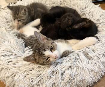 Leda -  Domestic Short Hair Cat for Adoption in Virginia Beach, Virginia - Leda | PetCurious
