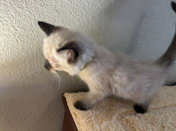 Coco Johnson -  Domestic Medium Hair and Siamese Cat for Adoption in Chandler, Arizona - Coco Johnson | PetCurious