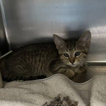 King Henry the Furriest -  Domestic Short Hair Cat for Adoption in Cheyenne, Wyoming - King Henry The Furriest | PetCurious