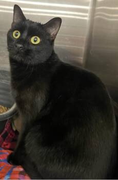 Domestic Short Hair Cats Available for Adoption in Covington, Louisiana - Theo | PetCurious