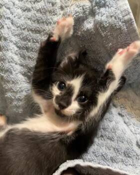 Domestic Short Hair Cats Available for Adoption in Lawrenceville, Georgia - Spruce | PetCurious