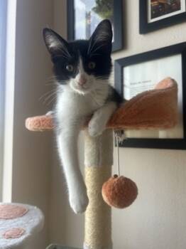 Rescue Domestic Short Hair Cats for Adoption in San Diego, California - Jinx | PetCurious