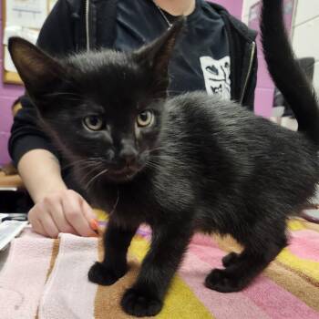 Kyle -  Domestic Short Hair Cat for Adoption in Pittsburgh, Pennsylvania - Kyle | PetCurious