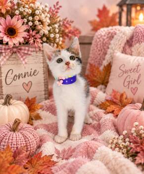 Connie -  Turkish Van Cat for Adoption in Tavares, Florida - Connie | PetCurious
