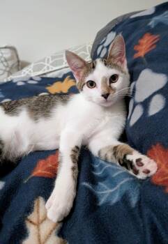 Jett (in foster) -  Domestic Short Hair Cat for Adoption in Lacon, Illinois - Jett (in Foster) | PetCurious