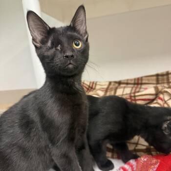 Socrates -  Domestic Short Hair Cat for Adoption in Colorado Springs, Colorado - Socrates | PetCurious