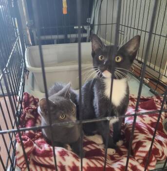 Domestic Short Hair Cats Available for Adoption - Glad | PetCurious