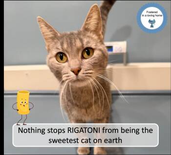 Rescue Domestic Short Hair Cats for Adoption in Cincinnati, Ohio - Rigatoni | PetCurious