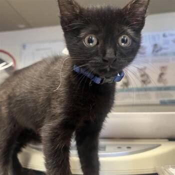BLUEBERRY -  Domestic Short Hair Cat for Adoption in San Antonio, Texas - BLUEBERRY | PetCurious