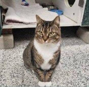 Motto -  Domestic Short Hair Cat for Adoption in Raleigh, North Carolina - Motto | PetCurious