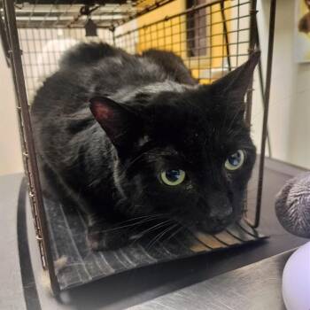 Domestic Short Hair Cats Available for Adoption in Pueblo, Colorado - CHAUFFEUR | PetCurious