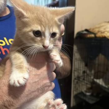 Jacob -  Domestic Short Hair Cat for Adoption in Johnstown, Pennsylvania - Jacob | PetCurious