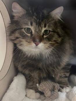 Domestic Short Hair Cats Available for Adoption in Steamboat Springs, Colorado - Quiche | PetCurious