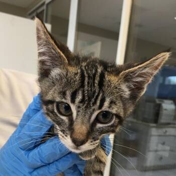 Bruiser -  Domestic Short Hair Cat for Adoption in Ojai, California - Bruiser | PetCurious