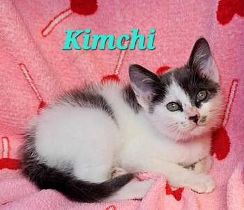 Kimchi -  Domestic Short Hair Cat for Adoption in Macon, Georgia - Kimchi | PetCurious
