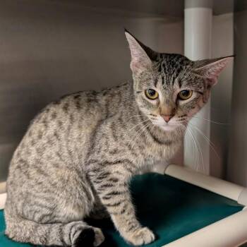 Domestic Short Hair Cats Available for Adoption in Plano, Texas - Nala A216765 | PetCurious