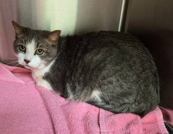 Biscotti -  Domestic Short Hair Cat for Adoption in Christiansburg, Virginia - Biscotti | PetCurious