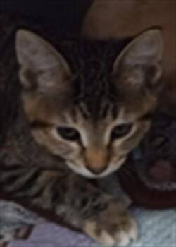 A070729 -  Domestic Short Hair Cat for Adoption in Albuquerque, New Mexico - A070729 | PetCurious
