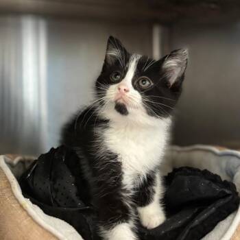 Domestic Short Hair Cats Available for Adoption in Nashville, Indiana - July | PetCurious