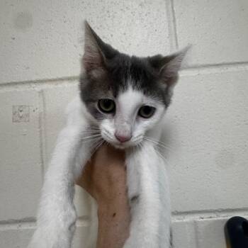 Rento 28616 -  Domestic Short Hair Cat for Adoption in Middleburg, Florida - Rento 28616 | PetCurious